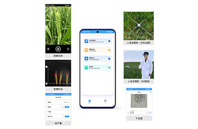 崇左市小麦亩穗数分析仪IN-XM02