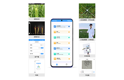 崇左市小麦表型测量仪IN-XM05